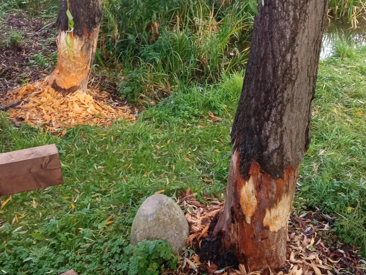 Agroturystyka i Domki u Janki i Darka Mazury Rybno  Zewnętrze zdjęcie